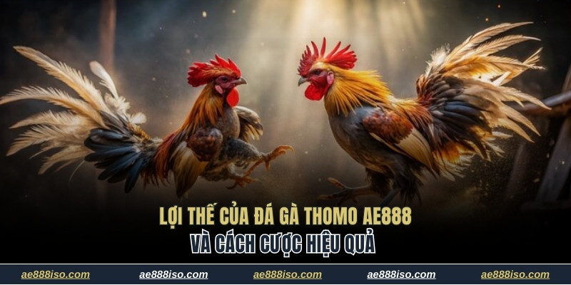 Đá gà Thomo AE888