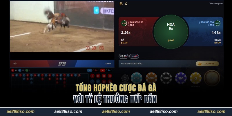 Tổng hợp những loại kèo cược chọi kê cơ bản